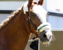 horse Shadow (German Riding Pony,  , from Silverado)