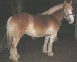 horse Heike (Rhenish-German Cold-Blood, 2003, from Harbeck)