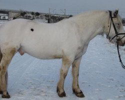 Pferd Seppel (Süddeutsches Kaltblut, 2004, von Schimmel)