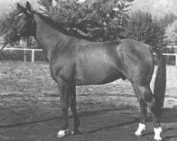 Deckhengst Peleus (Trakehner, 1961, von Boris)