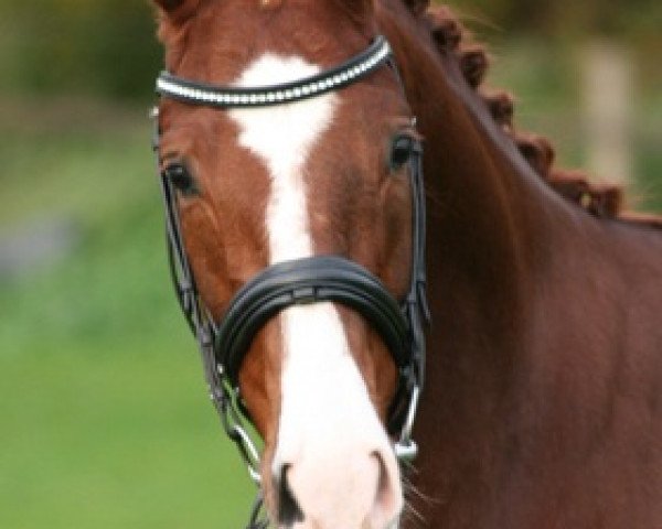 Pferd Don Domino (Westfale, 2005, von Don Lauredo)