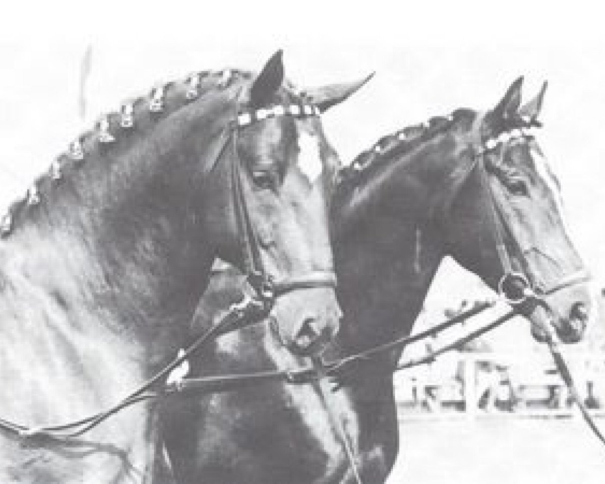 Deckhengst Schwangau (Westfale, 1967, von Schwarzkittel)