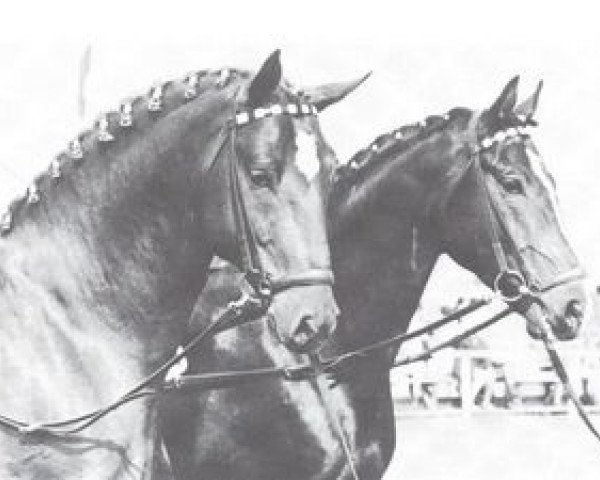 stallion Schwangau (Westphalian, 1967, from Schwarzkittel)