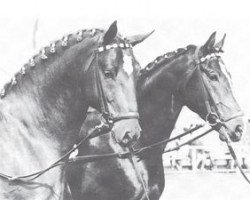 stallion Schwangau (Westphalian, 1967, from Schwarzkittel)