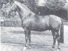 stallion Schwanstein (Westphalian, 1972, from Schwangau)