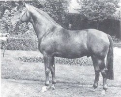 stallion Schwanstein (Westphalian, 1972, from Schwangau)