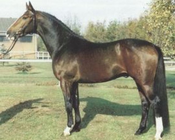 stallion Radius BigB (Hessian Warmblood, 1987, from Rescator)
