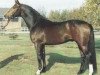 stallion Radius BigB (Hessian Warmblood, 1987, from Rescator)