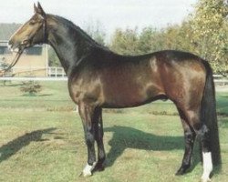 Deckhengst Radius BigB (Hessisches Warmblut, 1987, von Rescator)