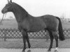 stallion Rescator (Westphalian, 1976, from Ramiro Z)