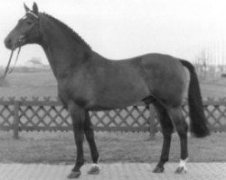 stallion Rescator (Westphalian, 1976, from Ramiro Z)