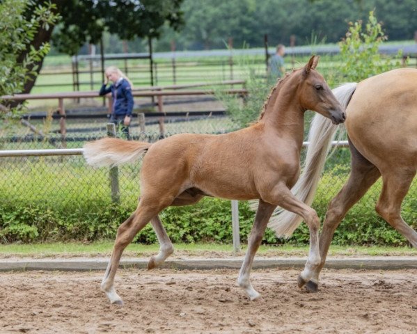 dressage horse Birkenhain Daily Enjoy (German Riding Pony, 2022, from Dreidimensional AT NRW)