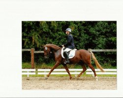 dressage horse Vincent 151 (Westphalian, 2008, from Voyager 2)