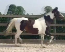 broodmare Calimera Z (Zangersheide riding horse, 2009, from Casper van Erpekom Z)