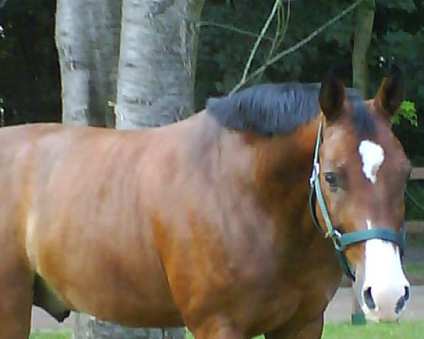 Pferd Popey 25 (Sachsen-Anhaltiner, 1997, von Prinz Pilot)