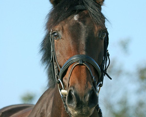 horse Akribana vW (Rhinelander, 2001, from Akribori)