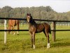 dressage horse Ratinga 2 (Westphalian, 2010, from Ratzinger)