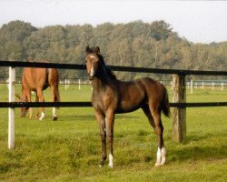 dressage horse Ratinga 2 (Westphalian, 2010, from Ratzinger)