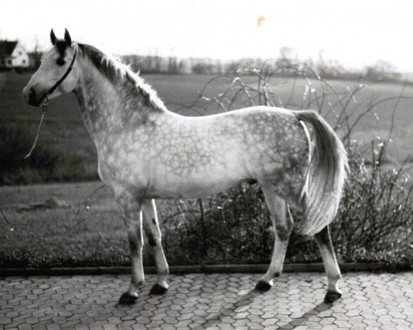 stallion Tempelritter (Trakehner, 1974, from Condus)