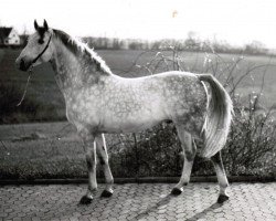 stallion Tempelritter (Trakehner, 1974, from Condus)