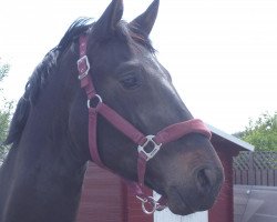 dressage horse Salieri (Rhinelander, 2008, from Swarovski)