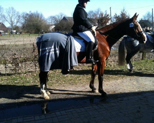 dressage horse Penny-Lane 24 (Westphalian, 1998, from Pep)