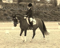 dressage horse PAV Nemax Märchenprinz (German Riding Pony, 2006, from Nemax)