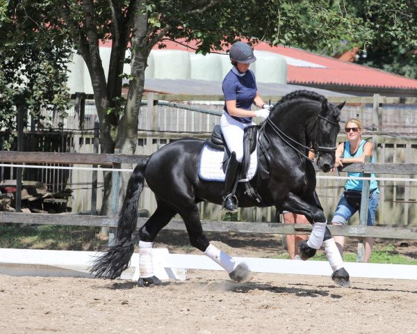 Pferd Jorrit van't Speykbosch Ster Sport (Friese, 2011, von Norbert 444)