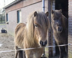 horse Ofeig-Flikka frá Venusartröd (Iceland Horse, 2009, from Flakkari)