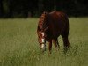 dressage horse Coco Caramello (Westphalian, 2008, from Chequille 2)