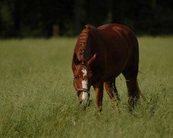 dressage horse Coco Caramello (Westphalian, 2008, from Chequille 2)