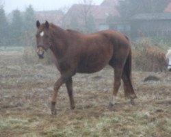 Zuchtstute Silke (Mecklenburger, 1988, von Seewind)