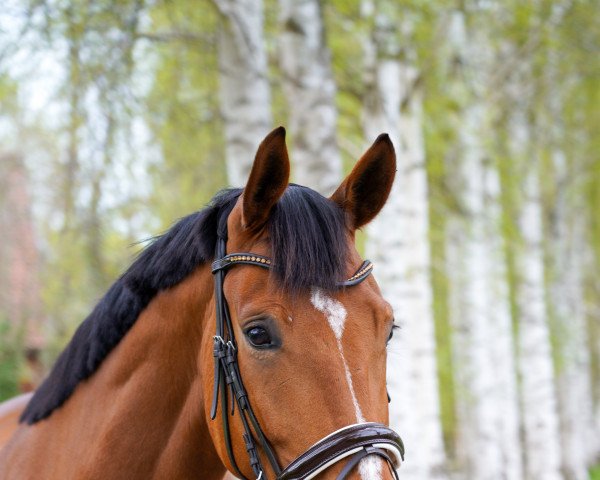 dressage horse Selebration HW (Hanoverian, 2016, from Spörcken)