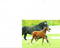 broodmare L'Amelie (Oldenburg, 2009, from Ludwig von Bayern 168 FIN)