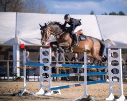 jumper Amazing Amy 10 (Zangersheide riding horse, 2014, from Arezzo VDL)