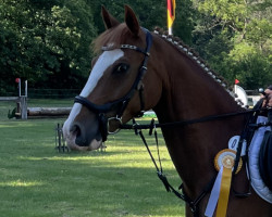 jumper Maduro (German Riding Pony, 2016, from Mason 4)