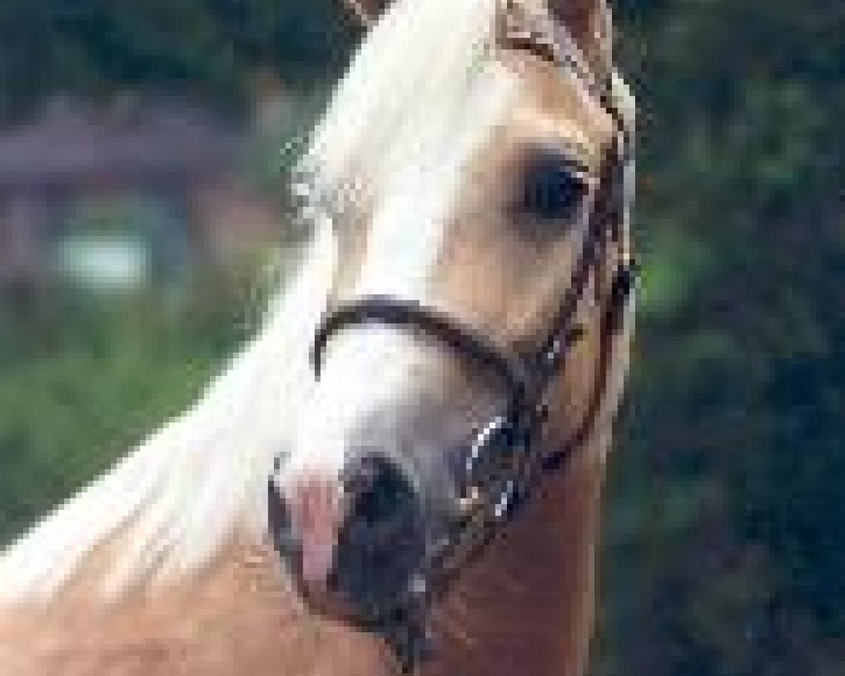 Zuchtstute Corscaron Gwenda (Welsh-Cob (Sek. D), 1992, von Derwen Desert Express)
