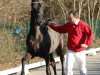 stallion Daimio 2 (Westphalian, 2009, from Diamond Hit)