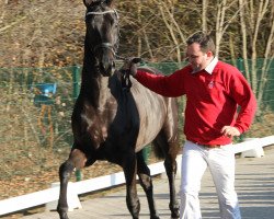 stallion Daimio 2 (Westphalian, 2009, from Diamond Hit)