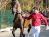 dressage horse Ernesto 69 (Westphalian, 2009, from Ehrenwort)