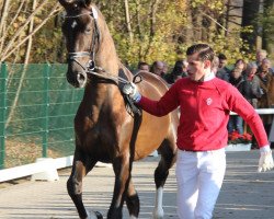 dressage horse Ernesto 69 (Westphalian, 2009, from Ehrenwort)