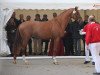 stallion Fürst Remus (Westphalian, 2009, from Fleury)