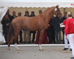 stallion Fürst Remus (Westphalian, 2009, from Fleury)