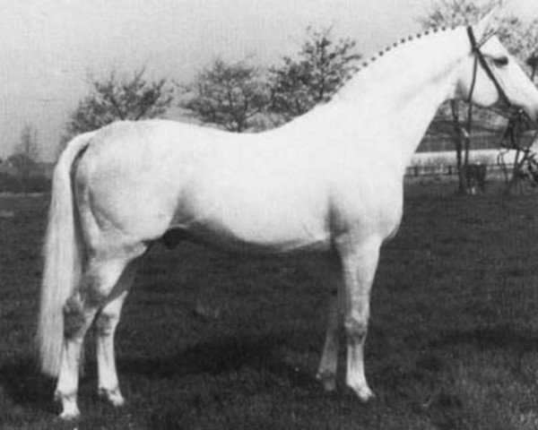 horse Raimond (Holsteiner, 1960, from Ramzes AA)