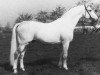 Pferd Raimond (Holsteiner, 1960, von Ramzes AA)