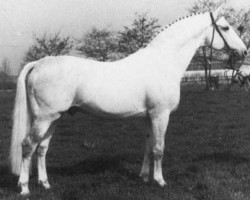 stallion Raimond (Holsteiner, 1960, from Ramzes AA)