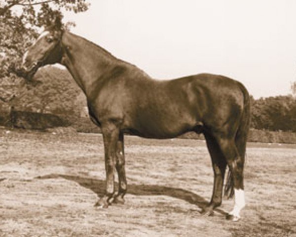 horse Lugano I (Hanoverian, 1954, from Der Löwe xx)