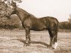 stallion Lugano I (Hanoverian, 1954, from Der Löwe xx)