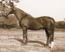 stallion Lugano I 3963 (Hanoverian, 1954, from Der Löwe xx)