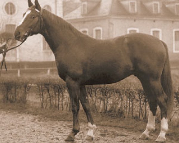 stallion Lotse (Hanoverian, 1960, from Lugano I)